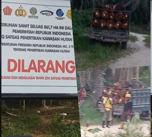 Hutan Disandera Kelompok Keluarga : Diduga Libatkan Oknum TNI dan Kades, Rakyat Pasangkayu Menjerit!