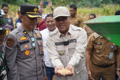 Panen Raya Jagung Pipil Warnai Desa Pasarbaru Pangean, Bupati Suhardiman: Bukti Kemandirian Pangan Kuansing