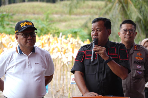 Panen Raya Jagung Pipil di Desa Sungai Sirih, Bupati Suhardiman: Salah Satu Hasil Terbaik