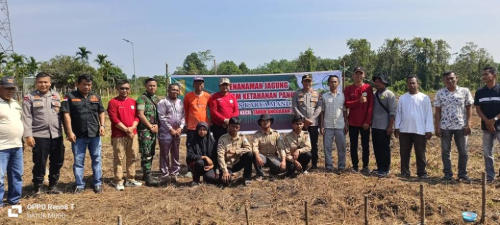 Pemdes Benai Kecil Gandeng Polsek Benai Tanam Jagung Pipil Dukung Ketahanan Pangan