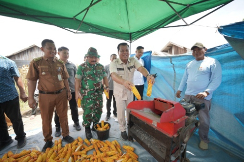 Bupati Suhardiman Panen Jagung di Sungai Keranji: Kuansing Menuai Hasil dari Ketahanan Pangan