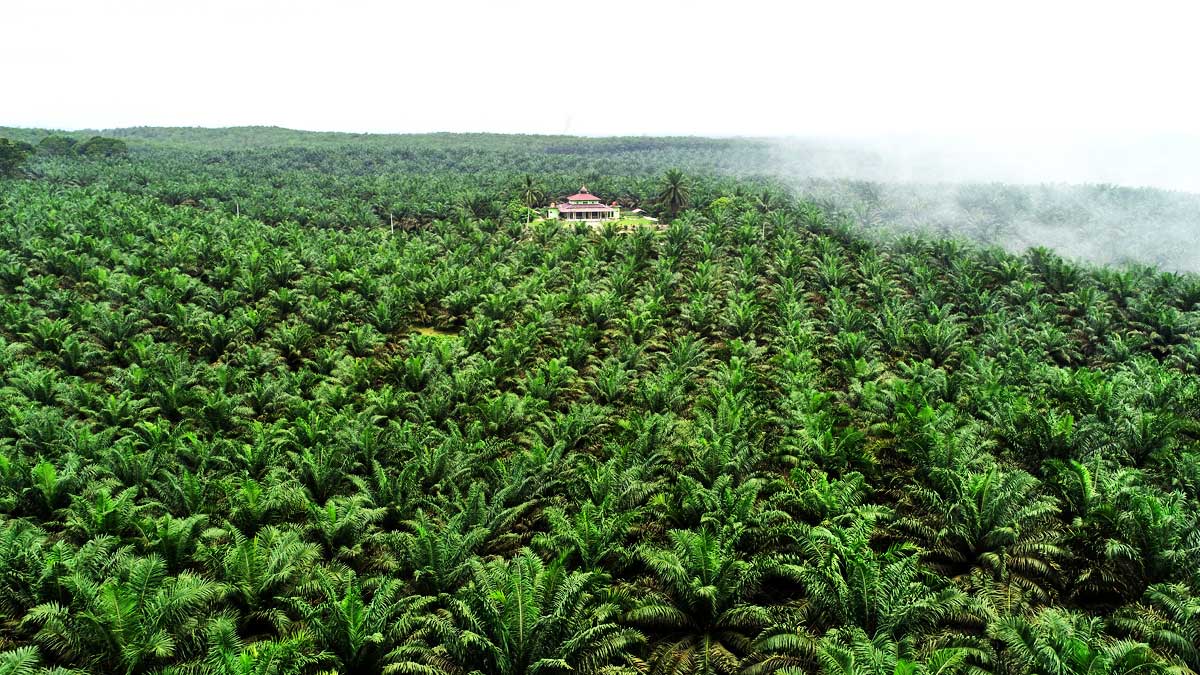 Puluhan Tahun Pemerintah Tutup Mata, Tiga Perusahaan Pemegang HGU di Kampar Diduga Menanam Melebihi Izin