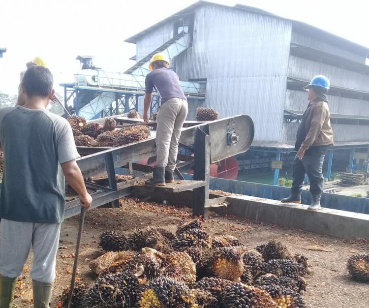 Petani Kelapa Sawit Butuh Kepastian Harga TBS , LAN Riau Desak Pemprov Riau Bangun PKS Mandiri