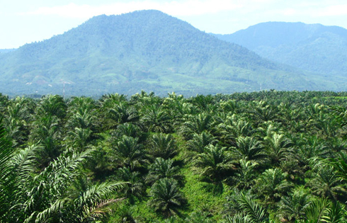Ribuan Hektar Kebun Kelapa sawit Ilegal Lahan Ulayat di Kawasan Hutan Dikuasai Oknum