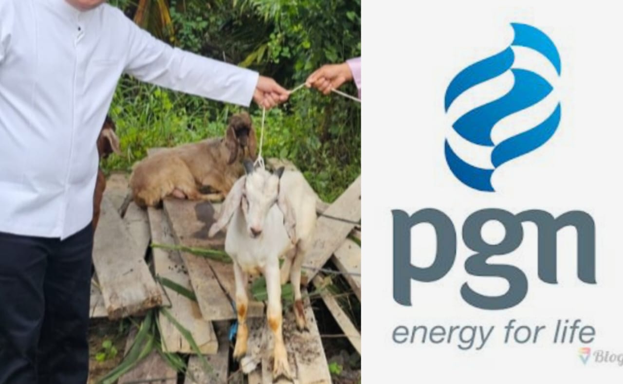 Malu-Maluin! PT PGN Cuma Kasih 2 Ekor Kambing Kecil Buat Kurban di Desa Dundangan