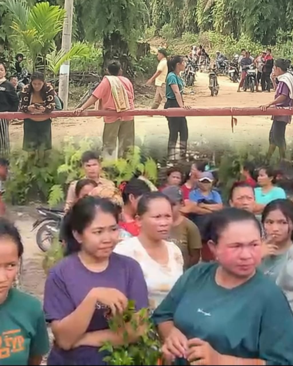 Ancaman, Intimidasi, dan Uang Bayaran: Begini Cara Mafia Sawit Jimmy Pertahankan Kebun Ilegal di Kampar