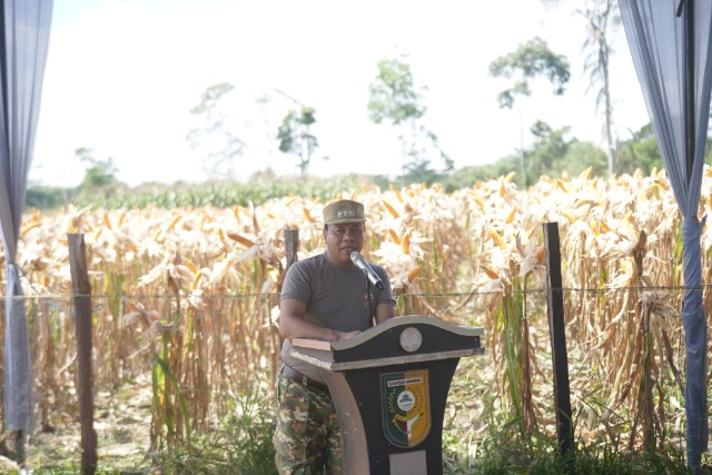 Panen Perdana Jagung Pipil di Desa Lebuh Lurus, Bupati Suhardiman Amby Dorong Kemandirian Pangan